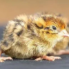 day old chick